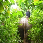 Die Elefanten werden zum Schlafen in den Dschungel gebracht